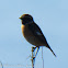 Stonechat; Tarabilla Común