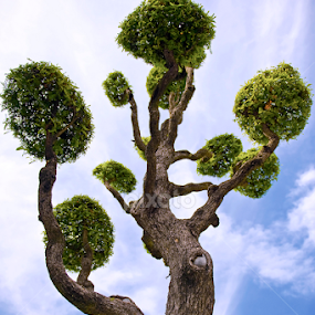 Shaped tree by Jason Lovell - Nature Up Close Trees & Bushes