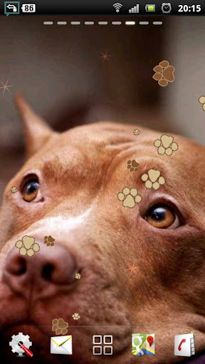 免費下載個人化APP|Pitbull Dog Live Wallpaper app開箱文|APP開箱王