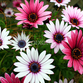 Flowers by Phil Le Cren - Flowers Flower Gardens
