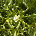 Zygophyllum coccineum