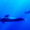 Short-finned pilot whale