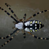 Golden Silk Orb-Weaver Spider