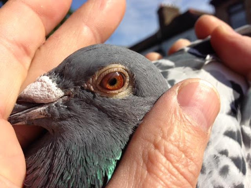 Racing Pigeons Master One