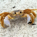 Atlantic Ghost Crab