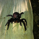 Queensland Funnel Web spider