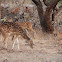 Spotted deer, Chital or Cheetal