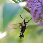 Snowberry Clearwing Moth