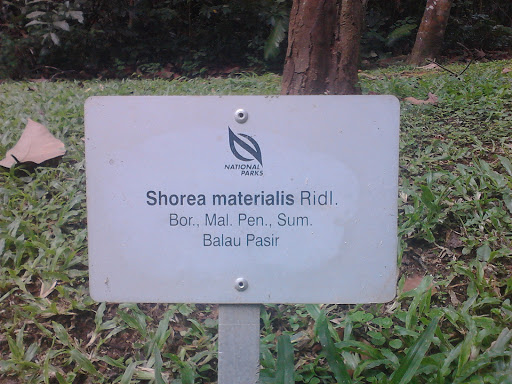 Shorea Materialis Signage
