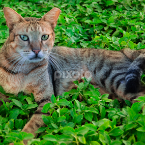 Eye of the tiger by The Bandwagon Chic - Animals - Cats Portraits