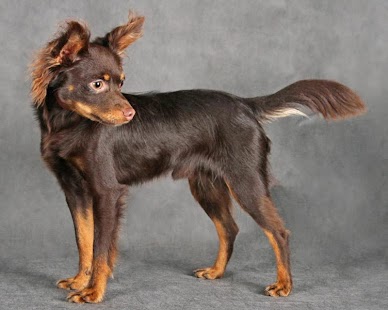 Toy Terrier Wallpapers Screenshots 0