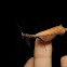 South American dead-leaf mantis