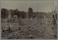 Terrein met gekapte bomen bij de Boer ni Poepandji