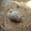 brown-lipped snail