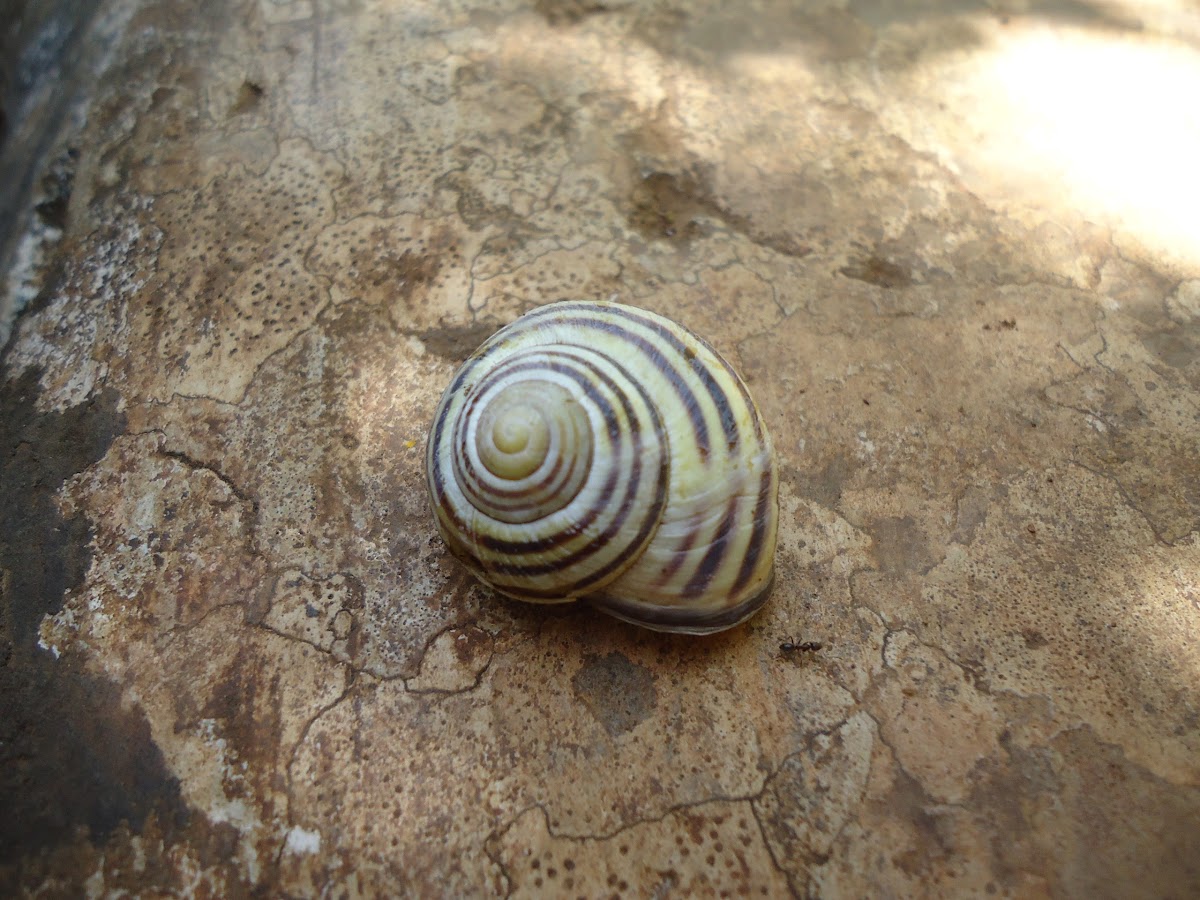 brown-lipped snail