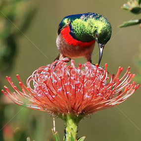 by Stephan Botha - Animals Birds