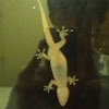 Mediterranean House Gecko