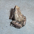 Ornate Narrow-mouthed Frog