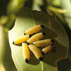 Eucalyptus tortoise beetle
