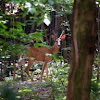 White-tailed deer (Male (buck or stag)