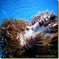 large anemone at the California Academy of Sciences Steinhart Aquarium