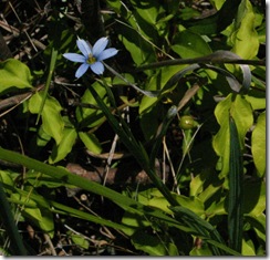 Pointed Blue-eyed Grass