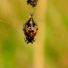 Trashline Orb Weaver Spider