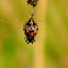 Trashline Orb Weaver Spider