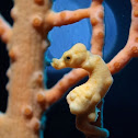 Denise Pygmy Seahorse