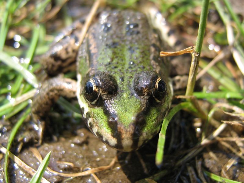 Pool Frog