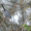 Perlita, Blue-gray Gnatcatcher