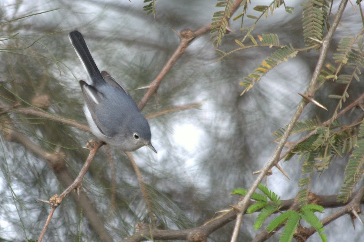 Perlita, Blue-gray Gnatcatcher