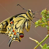Swallowtail butterfly by Ricardo Costa -  