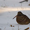 Eurasian Woodcock