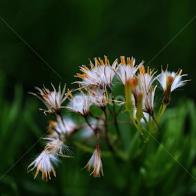 by Md Mamunur Rahman - Nature Up Close Other plants