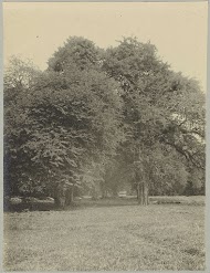 Tamarindegroepen op Tourtonne