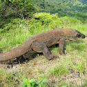 Komodo