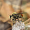 Bumble bee mimicking robber fly