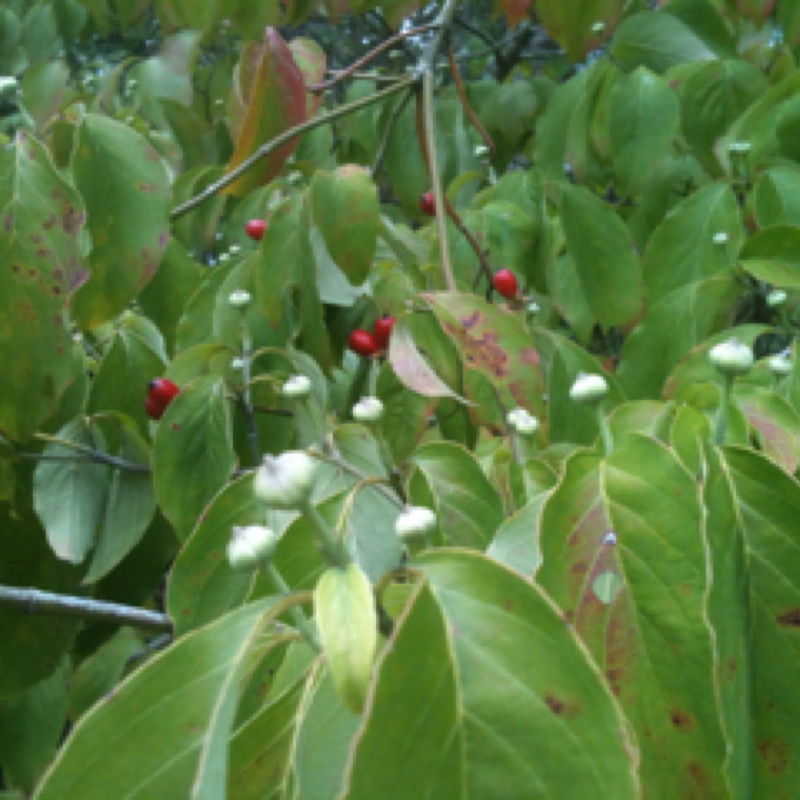 Dogwood Project Noah