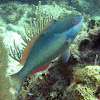 Redband Parrotfish (adult)