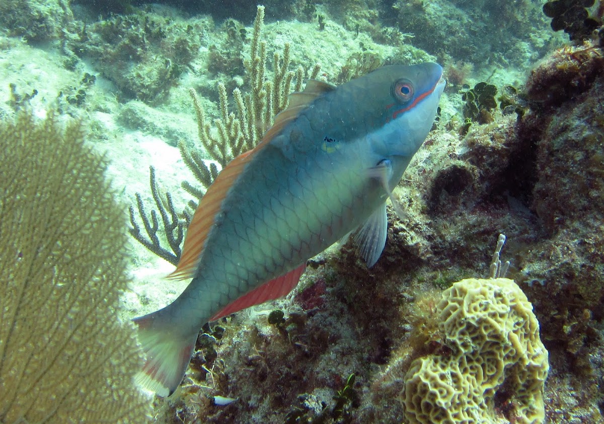 Redband Parrotfish (adult)