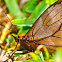 Leonata Satyr Butterfly