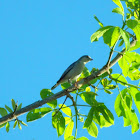 Hooded Tanager (female)