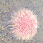 Common Sea Urchin
