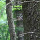 Eastern GraySquirrel 