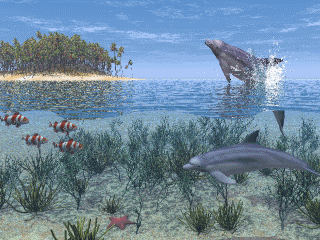 dolphins5.000.gif