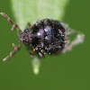 tiny beetle with antlers