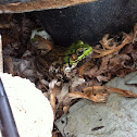 Northern Green Frog