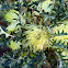 Prickly Dryandra