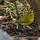 Wilson's Warbler (juvenile)